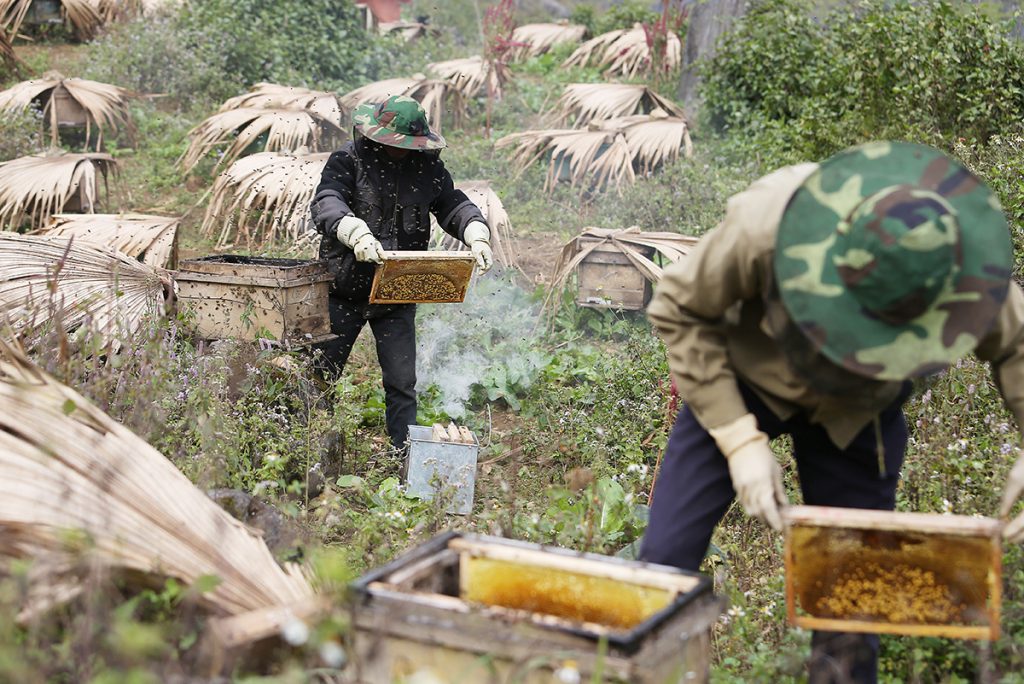 Thu hoạch mật ong bạc hà
