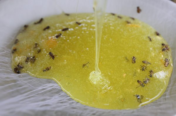 Mật ong bạc hà thường có màu vàng xanh trong suốt, ăn có vị thơm dịu.